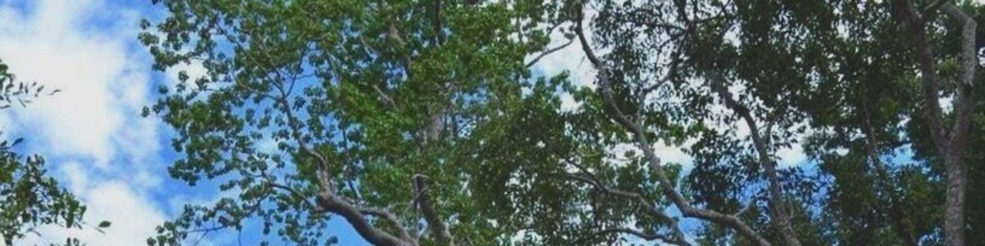 Of course, trees are majestic. It is a treat to see the intertwining of architecture and trees at Ta Prohm. And it is as if these trees witnessed all historic feats at Angkor Wat. Keep still and listen, they'll whisper something. Though the weather was scorching, I had a grand time wandering around the temple grounds.