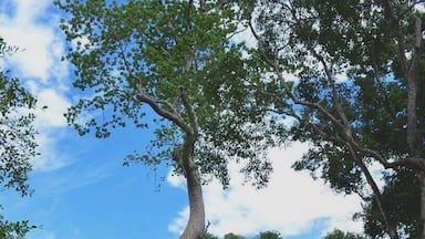 Of course, trees are majestic. It is a treat to see the intertwining of architecture and trees at Ta Prohm. And it is as if these trees witnessed all historic feats at Angkor Wat. Keep still and listen, they'll whisper something. Though the weather was scorching, I had a grand time wandering around the temple grounds.