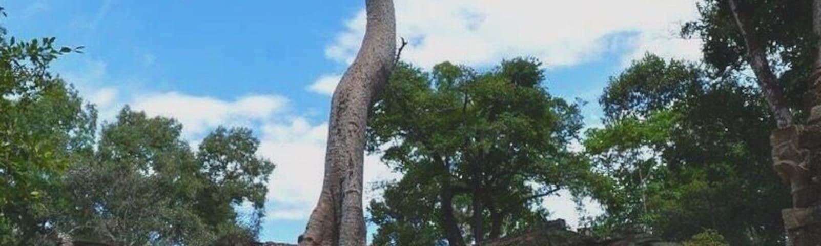 Of course, trees are majestic. It is a treat to see the intertwining of architecture and trees at Ta Prohm. And it is as if these trees witnessed all historic feats at Angkor Wat. Keep still and listen, they'll whisper something. Though the weather was scorching, I had a grand time wandering around the temple grounds.