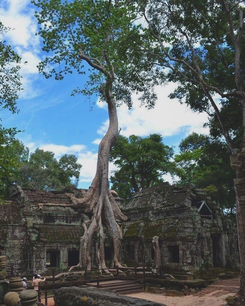 A large tree with extensive roots intertwined with ancient stone ruins.