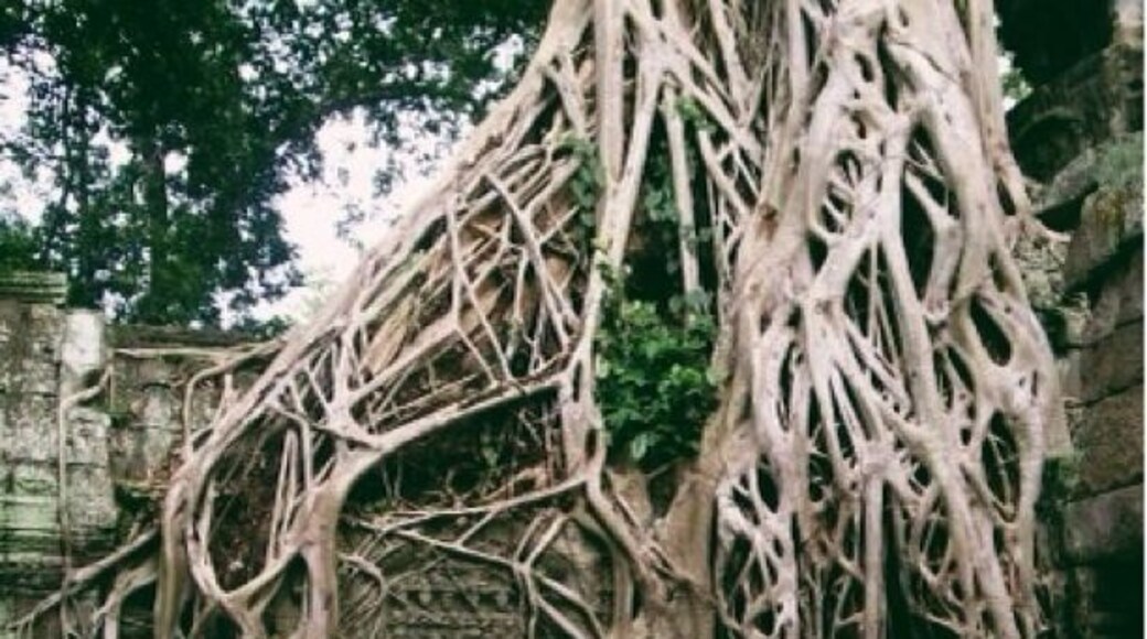 Another incredible Angkor temple, with crazy huge tree roots throughout. Definitely check it out!