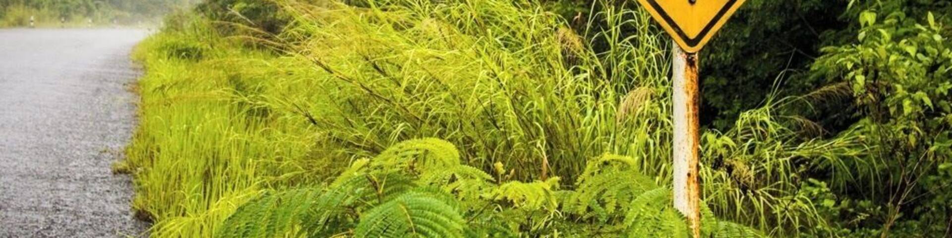 While the chances of seeing an elephant in the wild in Cambodia are very slim, it's still worthwhile to visit the Cardamom mountain region, where you can get out into Cambodia's wilds.