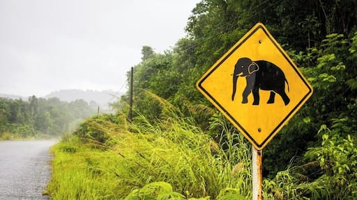 While the chances of seeing an elephant in the wild in Cambodia are very slim, it's still worthwhile to visit the Cardamom mountain region, where you can get out into Cambodia's wilds.