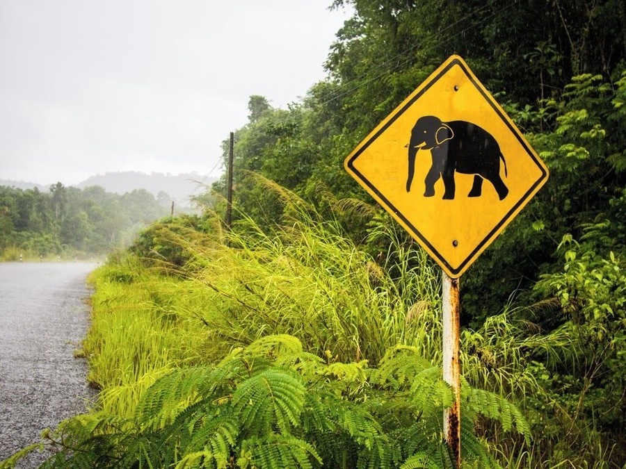 While the chances of seeing an elephant in the wild in Cambodia are very slim, it's still worthwhile to visit the Cardamom mountain region, where you can get out into Cambodia's wilds.