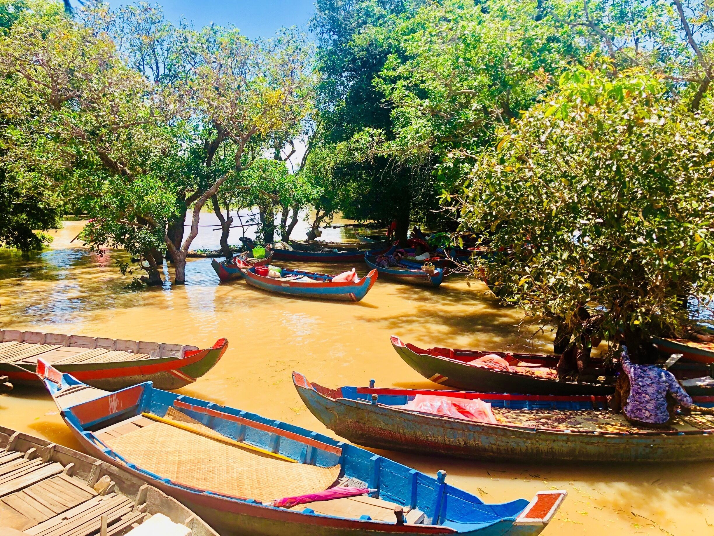 #mangroove #cambodia