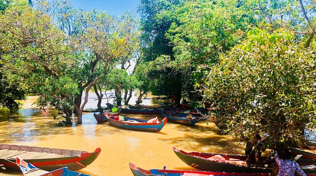 #mangroove #cambodia