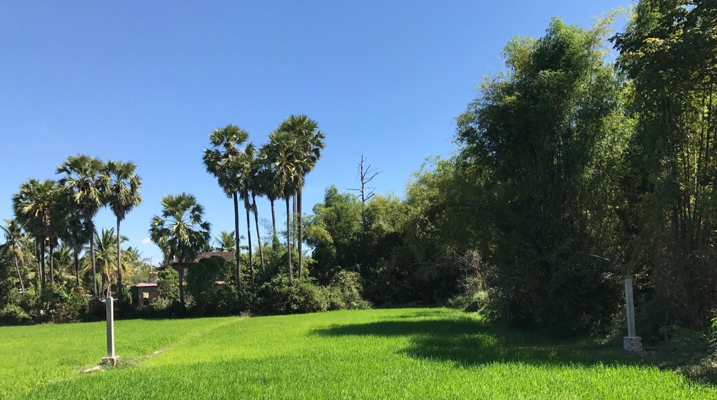 Explore rice field, Great experience