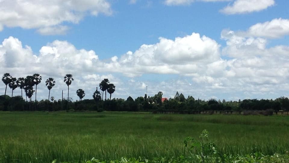 My favorite rice field view outside of Battambang. If you're heading out to Ek Phnom look for this view!
