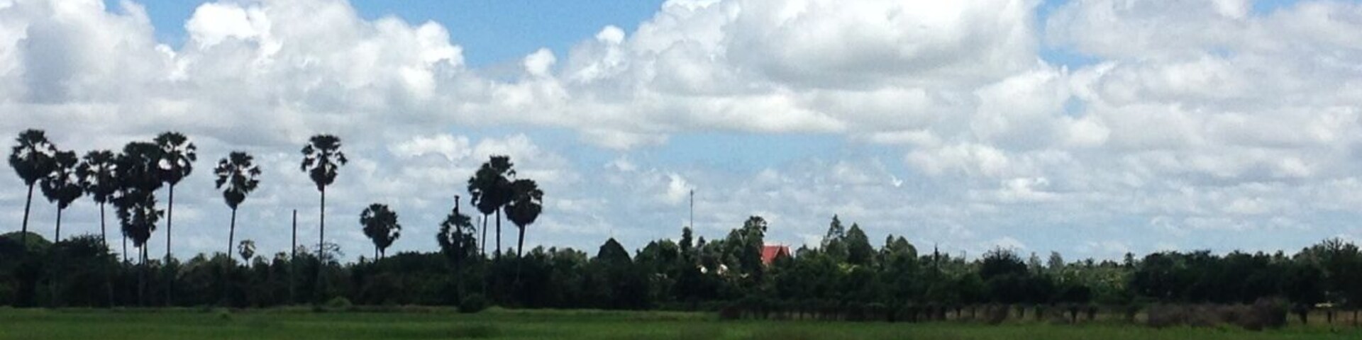 Um campo verde com palmeiras altas e um céu azul claro com nuvens.