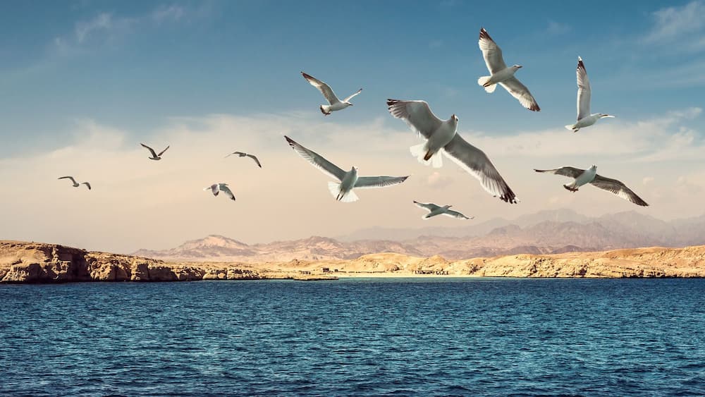 Panorama of the Ras Mohamed National Park - nature reserve and famous coral reefs on Red Sea. Rock 'Birds Observatory' and flying seagulls over the coast the Gulf of Suez on Sinai Peninsula, Egypt.