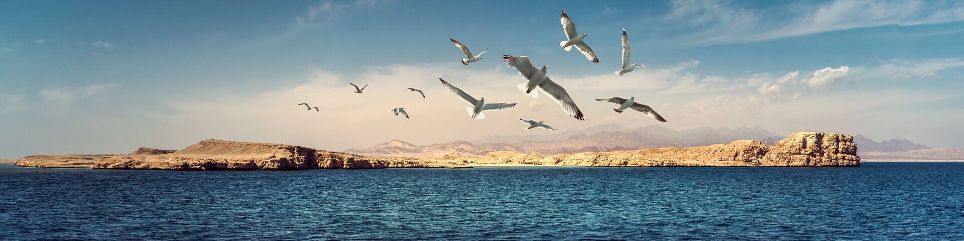 Panorama of the Ras Mohamed National Park - nature reserve and famous coral reefs on Red Sea. Rock 'Birds Observatory' and flying seagulls over the coast the Gulf of Suez on Sinai Peninsula, Egypt.
