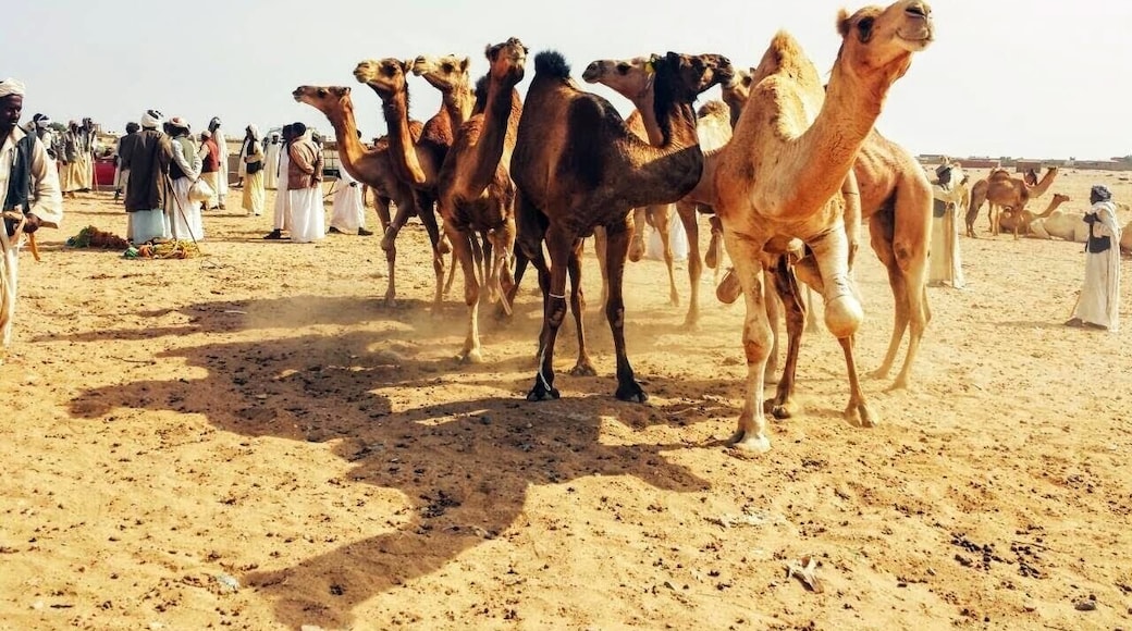 The camal market in shalateen. On the boarders of Egypt and Sudan
