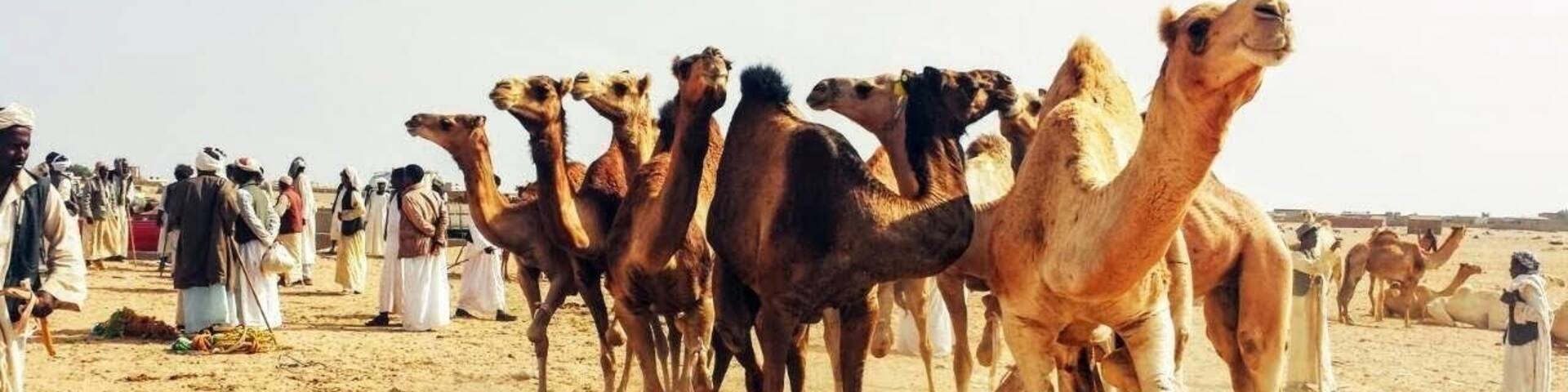 The camal market in shalateen. On the boarders of Egypt and Sudan