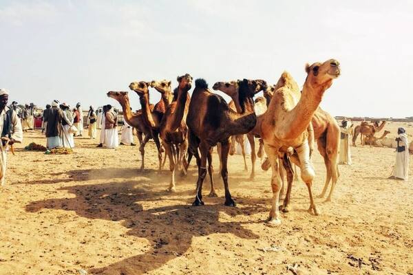 The camal market in shalateen. On the boarders of Egypt and Sudan