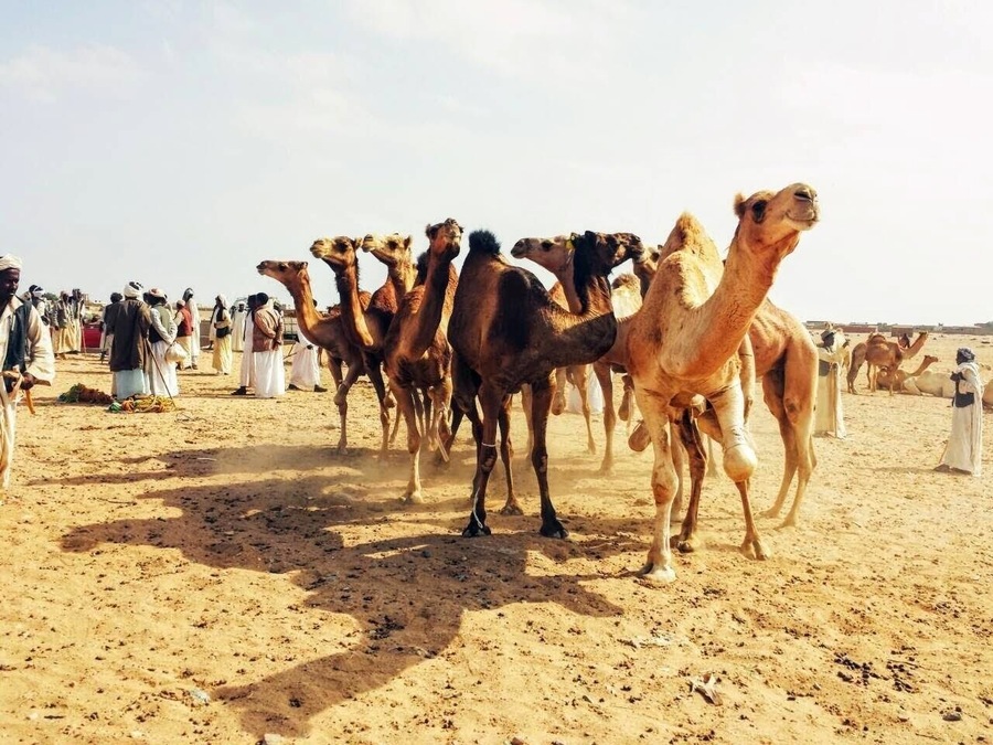 The camal market in shalateen.  On the boarders of Egypt and Sudan