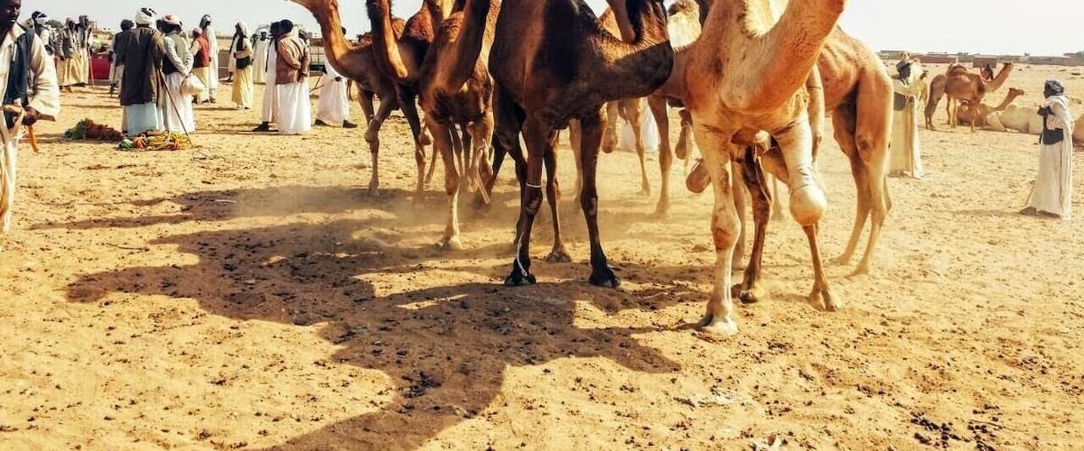 A group of camels in a desert with people standing around.