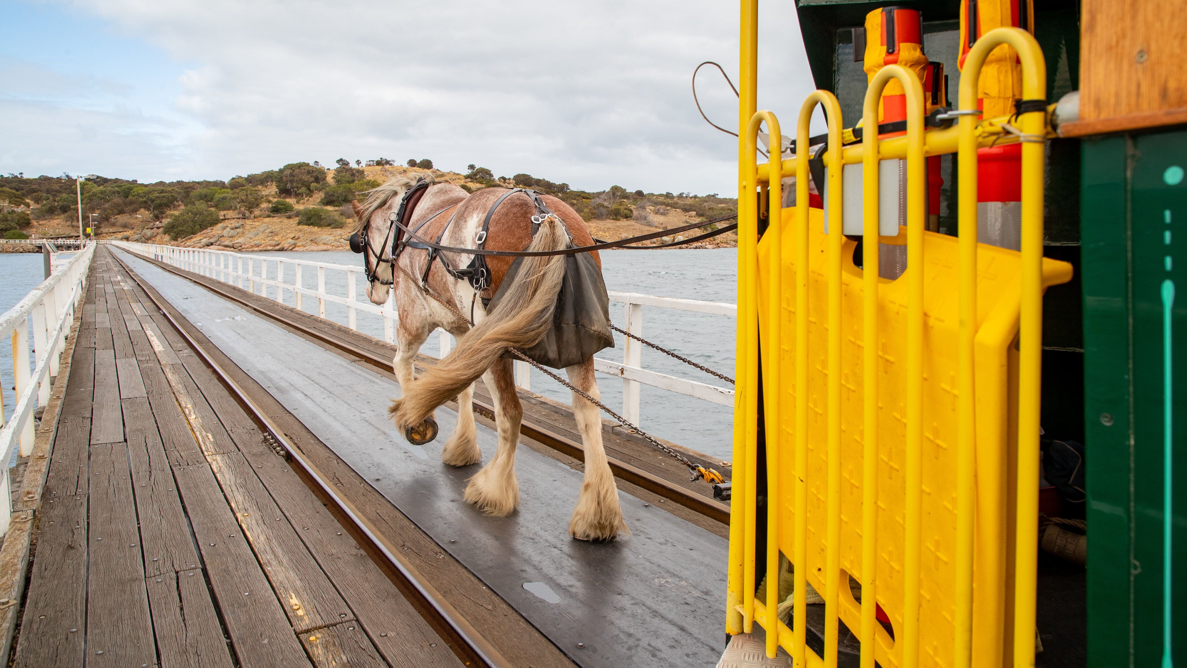 Victor Harbor Horse Drawn Tram which includes land animals