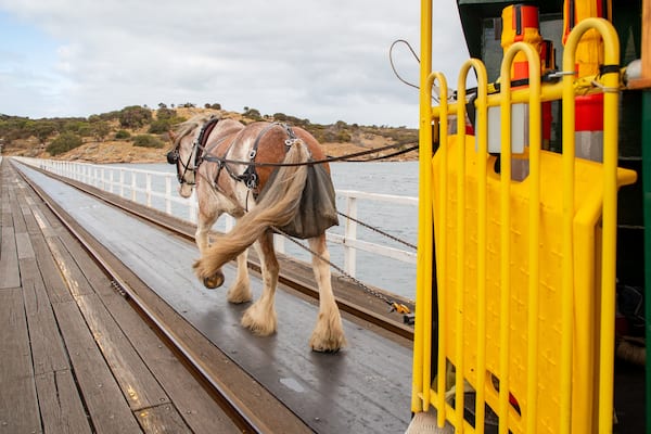 Victor Harbor Horse Drawn Tram which includes land animals