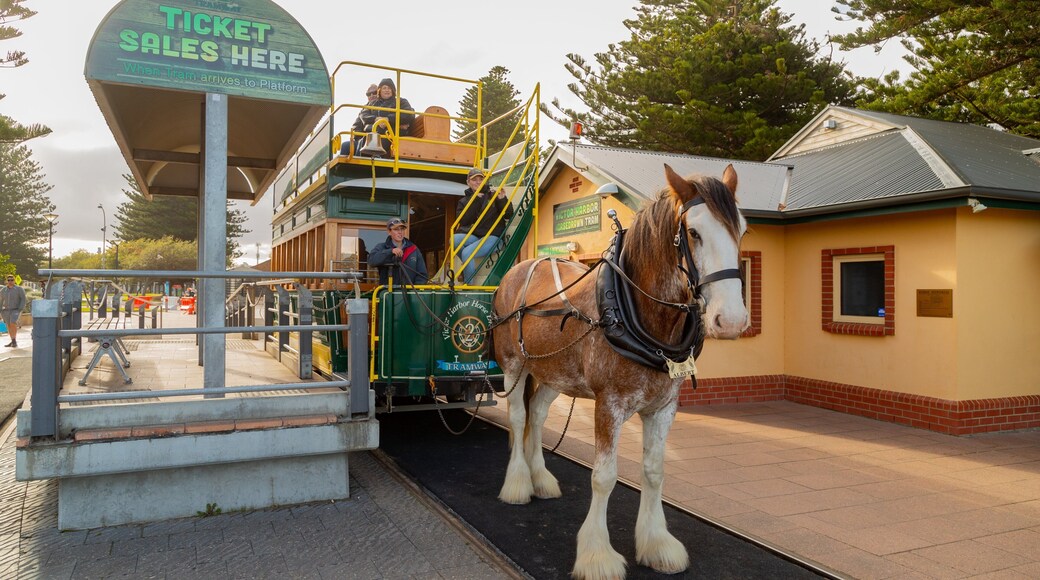 Victor Harbor Horse Drawn Tram which includes heritage elements, land animals and railway items