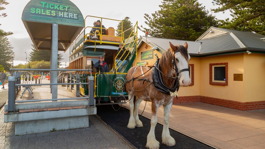 Victor Harbor Horse Drawn Tram which includes heritage elements, land animals and railway items