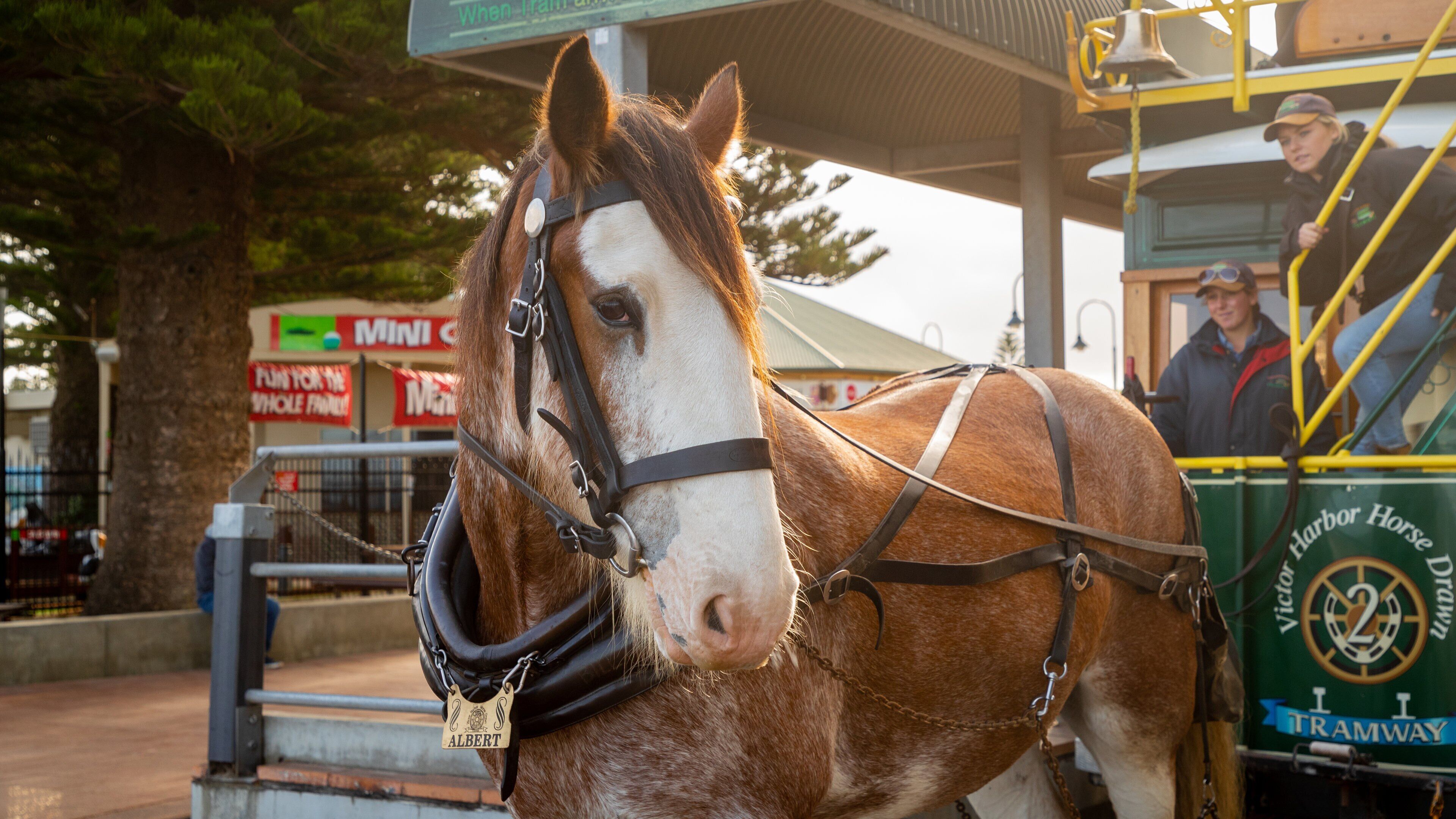 Victor Harbor Horse Drawn Tram which includes land animals