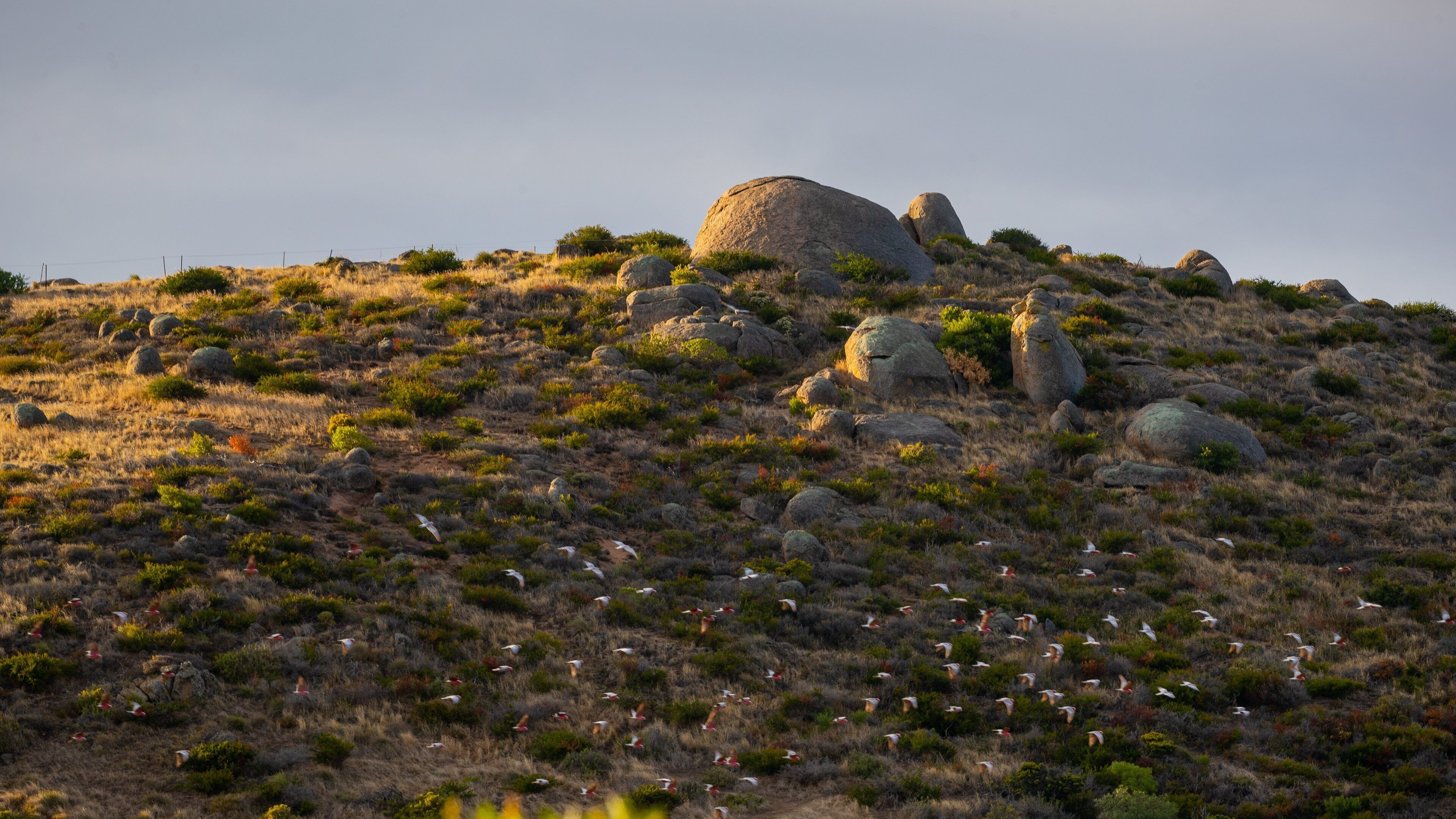 The Bluff which includes general coastal views, a sunset and bird life