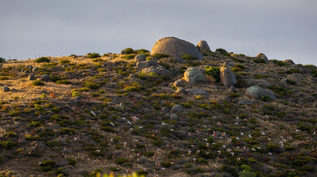 The Bluff which includes general coastal views, a sunset and bird life