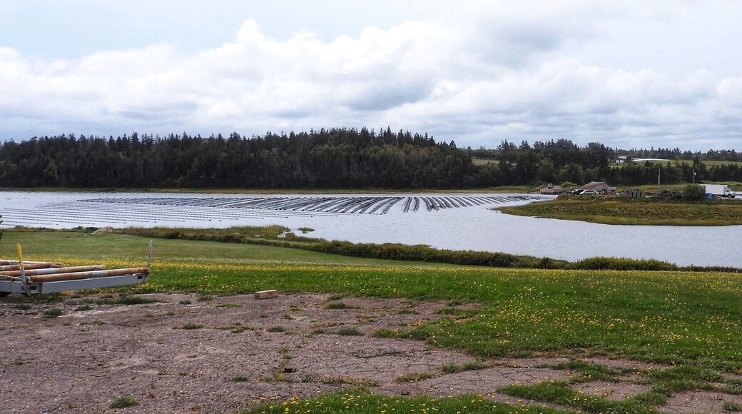 What differentiates the PEI oyster is a clean, salty taste that finishes sweet – a combo unique to the Gulf of Saint Lawrence – and it becomes arguably even more succulent when the temperature drops. That's because as the ocean cools, the oyster's adductor muscle, which holds the shell together, grows stronger, adding a little bit of sweetness to the taste.
The oyster is also at its plumpest right when the cold weather hits, having filtered up to 189 litres of water a day while feeding on plankton until the waters drops to four degrees Celsius. Over the winter, the oyster lies dormant until spring.
Oyster farming at Hope River in Breadalbane, PEI (September 2017)