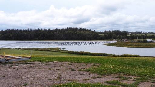What differentiates the PEI oyster is a clean, salty taste that finishes sweet – a combo unique to the Gulf of Saint Lawrence – and it becomes arguably even more succulent when the temperature drops. That's because as the ocean cools, the oyster's adductor muscle, which holds the shell together, grows stronger, adding a little bit of sweetness to the taste.
The oyster is also at its plumpest right when the cold weather hits, having filtered up to 189 litres of water a day while feeding on plankton until the waters drops to four degrees Celsius. Over the winter, the oyster lies dormant until spring.
Oyster farming at Hope River in Breadalbane, PEI (September 2017)