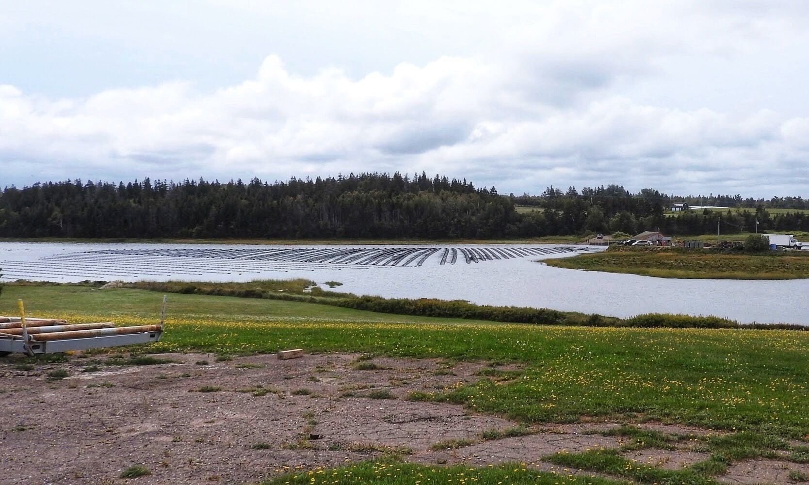 A river with a dam, a forest in the background, and a field with yellow flowers.
