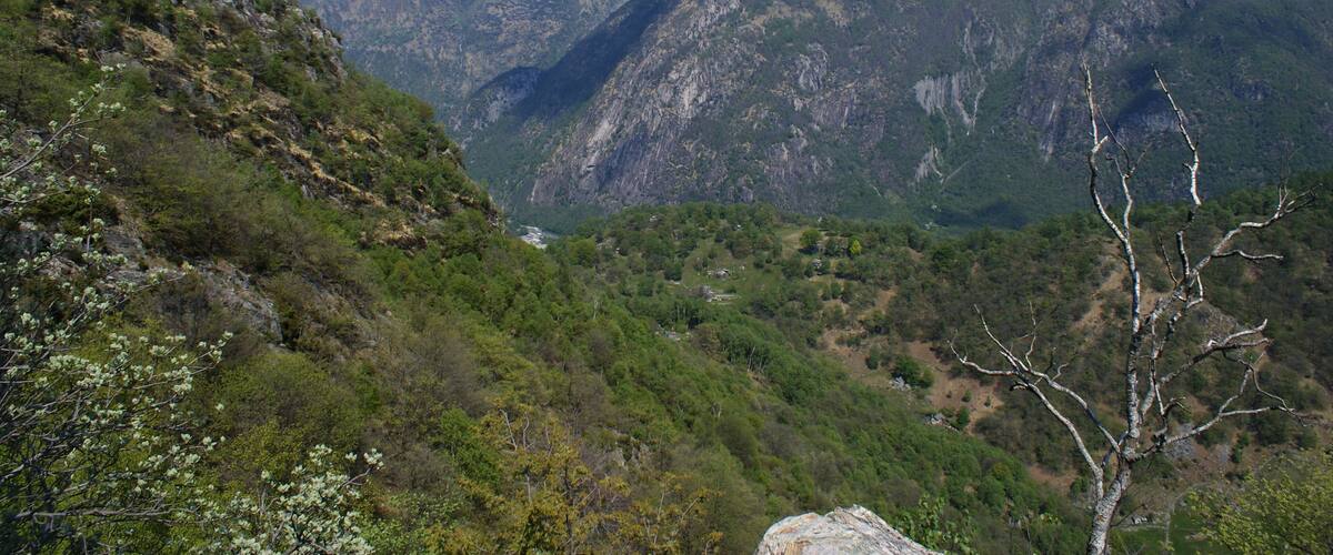 A mountainous landscape with snow-capped peaks, dense green forests, and a clear sky.