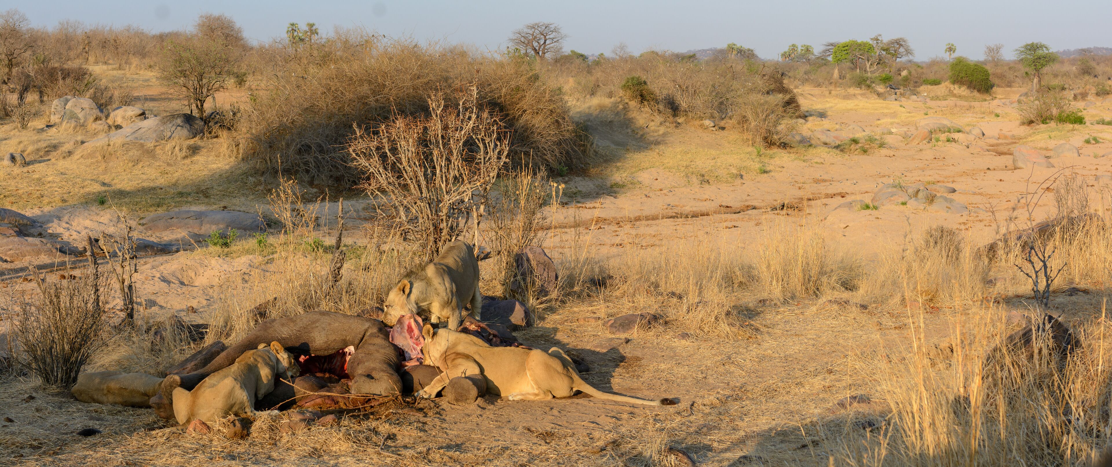 Baobab (Adansonia digitata). Ruaha National Park. Tanzania