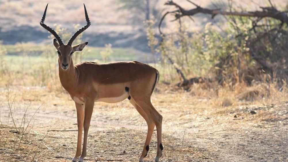 Ruaha National Park is one of the top safari spots in the world. It's in Central/Southern Tanzania, near Iringa, and isn't overrun with tourists. I self drove and was able to hire a guide for only $23 for two days. Excellent experience. There are a few cottages in the park where you can stay overnight for $50.