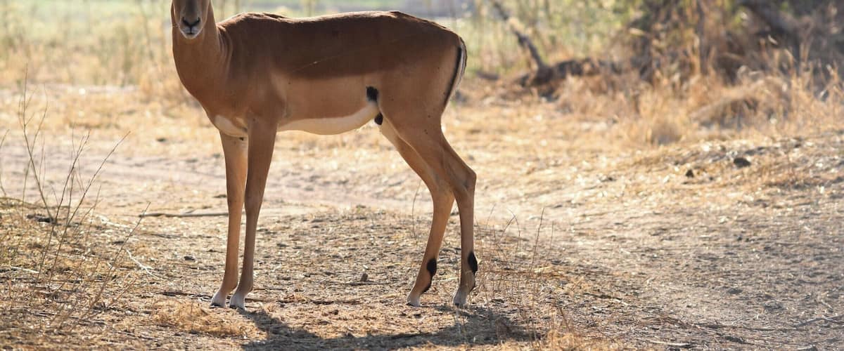 Ruaha National Park is one of the top safari spots in the world. It's in Central/Southern Tanzania, near Iringa, and isn't overrun with tourists. I self drove and was able to hire a guide for only $23 for two days. Excellent experience. There are a few cottages in the park where you can stay overnight for $50.
