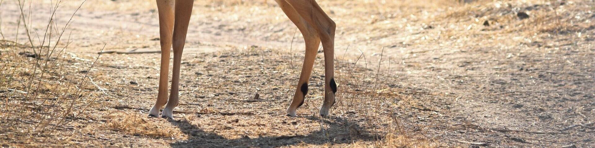 Ruaha National Park is one of the top safari spots in the world. It's in Central/Southern Tanzania, near Iringa, and isn't overrun with tourists. I self drove and was able to hire a guide for only $23 for two days. Excellent experience. There are a few cottages in the park where you can stay overnight for $50.