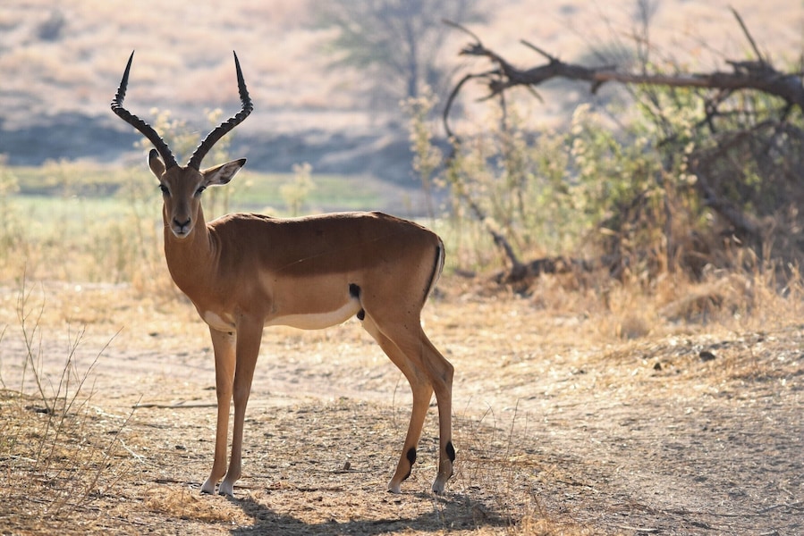 Ruaha National Park is one of the top safari spots in the world. It's in Central/Southern Tanzania, near Iringa, and isn't overrun with tourists. I self drove and was able to hire a guide for only $23 for two days. Excellent experience. There are a few cottages in the park where you can stay overnight for $50.