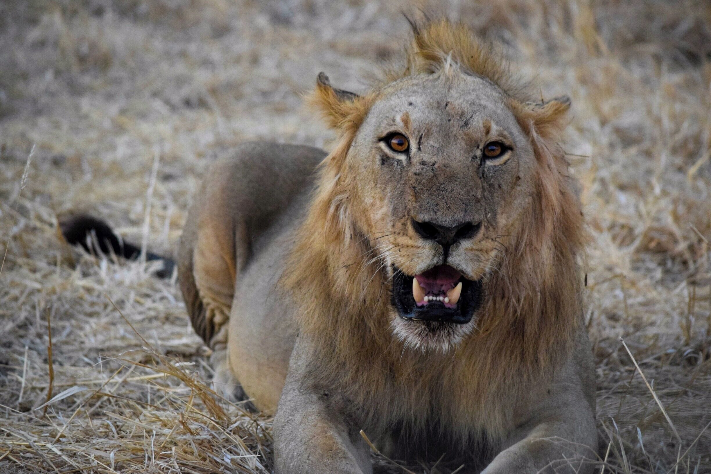 Ruaha National Park is one of the top safari spots in the world. It's in Central/Southern Tanzania, near Iringa, and isn't overrun with tourists. I self drove and was able to hire a guide for only $23 for two days. Excellent experience. There are a few cottages in the park where you can stay overnight for $50. 

Ruaha is home to 10% of the worlds lion population! 