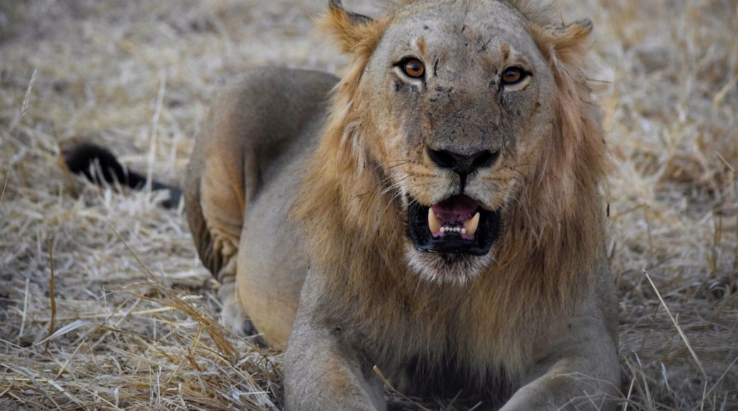 Ruaha National Park is one of the top safari spots in the world. It's in Central/Southern Tanzania, near Iringa, and isn't overrun with tourists. I self drove and was able to hire a guide for only $23 for two days. Excellent experience. There are a few cottages in the park where you can stay overnight for $50.
Ruaha is home to 10% of the worlds lion population!