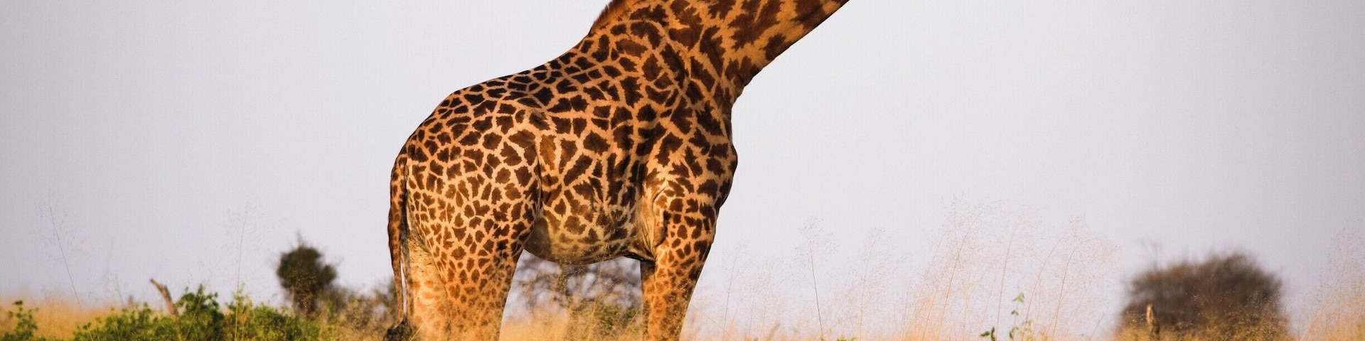 Ruaha National Park is one of the top safari spots in the world. It's in Central/Southern Tanzania, near Iringa, and isn't overrun with tourists. I self drove and was able to hire a guide for only $23 for two days. Excellent experience. There are a few cottages in the park where you can stay overnight for $50.