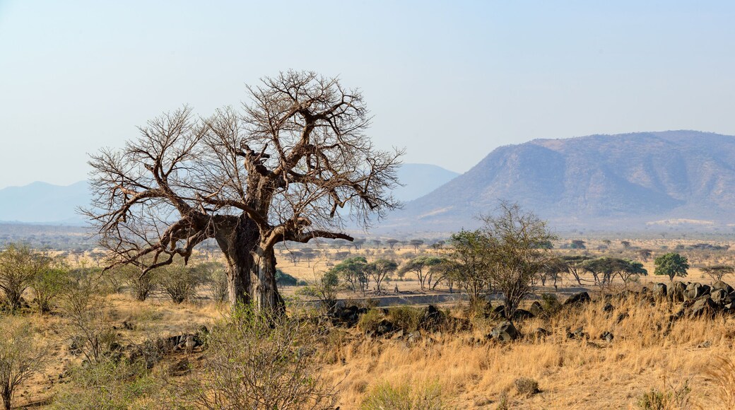 Landscape with Baobab (Adansonia digitata). Ruaha National Park. Tanzania