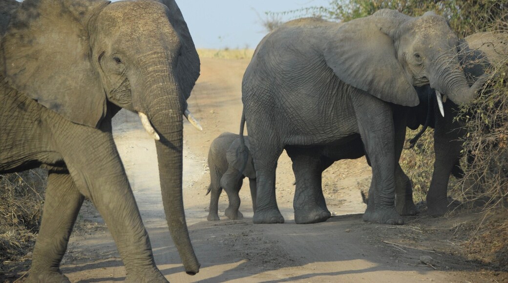 Ruaha National Park is one of the top safari spots in the world. It's in Central/Southern Tanzania, near Iringa, and isn't overrun with tourists. I self drove and was able to hire a guide for only $23 for two days. Excellent experience. There are a few cottages in the park where you can stay overnight for $50.