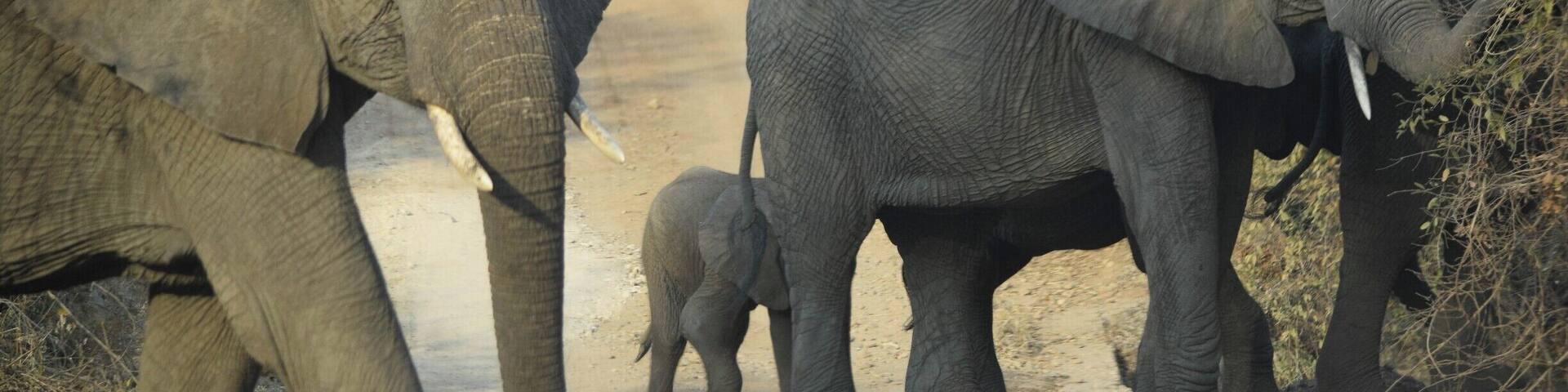 Ruaha National Park is one of the top safari spots in the world. It's in Central/Southern Tanzania, near Iringa, and isn't overrun with tourists. I self drove and was able to hire a guide for only $23 for two days. Excellent experience. There are a few cottages in the park where you can stay overnight for $50.
