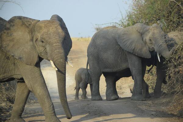 Ruaha National Park is one of the top safari spots in the world. It's in Central/Southern Tanzania, near Iringa, and isn't overrun with tourists. I self drove and was able to hire a guide for only $23 for two days. Excellent experience. There are a few cottages in the park where you can stay overnight for $50.
