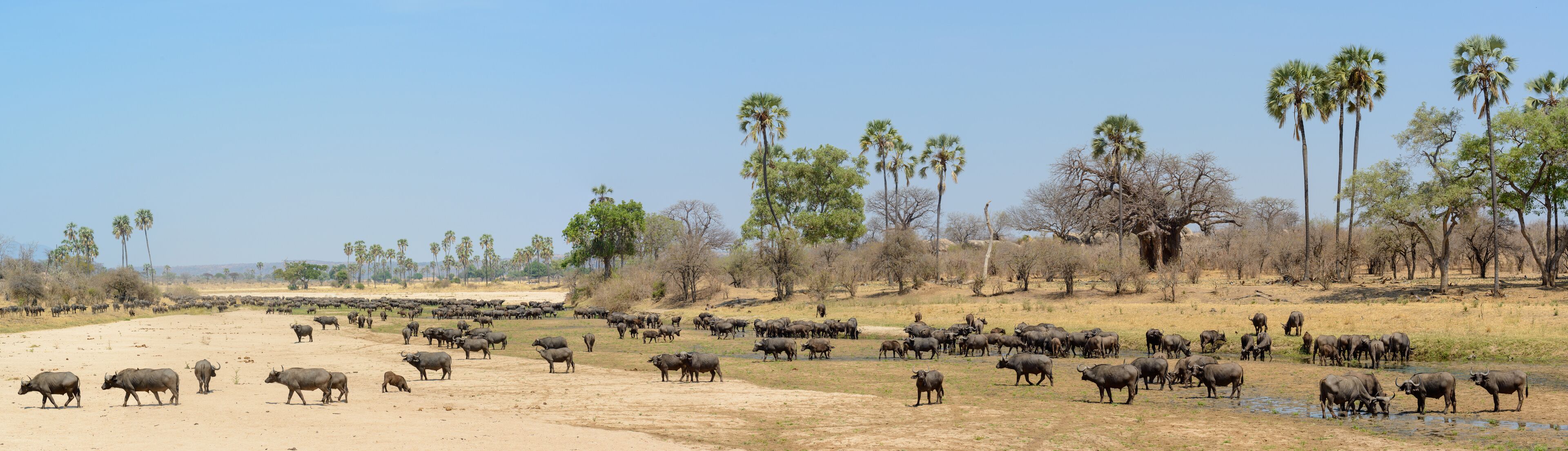 African buffalo or Cape buffalo (Syncerus caffer) in river bed. Ruaha National Park. Tanzania