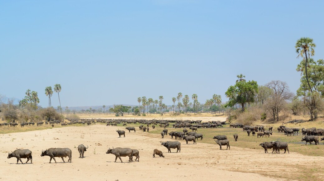African buffalo or Cape buffalo (Syncerus caffer) in river bed. Ruaha National Park. Tanzania