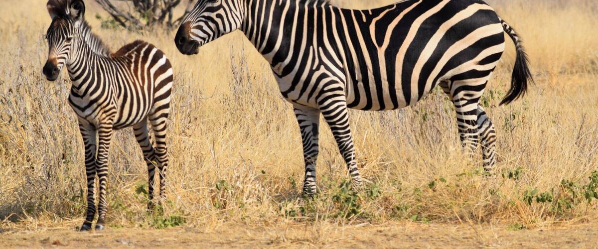 Ruaha National Park is one of the top safari spots in the world. It's in Central/Southern Tanzania, near Iringa, and isn't overrun with tourists. I self drove and was able to hire a guide for only $23 for two days. Excellent experience. There are a few cottages in the park where you can stay overnight for $50.