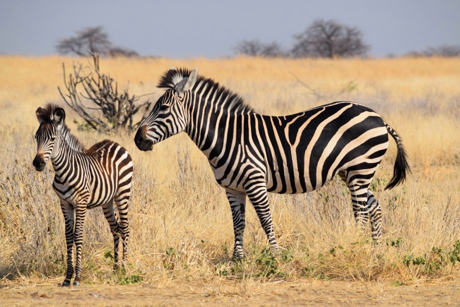 Ruaha National Park is one of the top safari spots in the world. It's in Central/Southern Tanzania, near Iringa, and isn't overrun with tourists. I self drove and was able to hire a guide for only $23 for two days. Excellent experience. There are a few cottages in the park where you can stay overnight for $50.