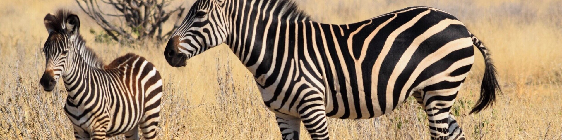 Ruaha National Park is one of the top safari spots in the world. It's in Central/Southern Tanzania, near Iringa, and isn't overrun with tourists. I self drove and was able to hire a guide for only $23 for two days. Excellent experience. There are a few cottages in the park where you can stay overnight for $50.