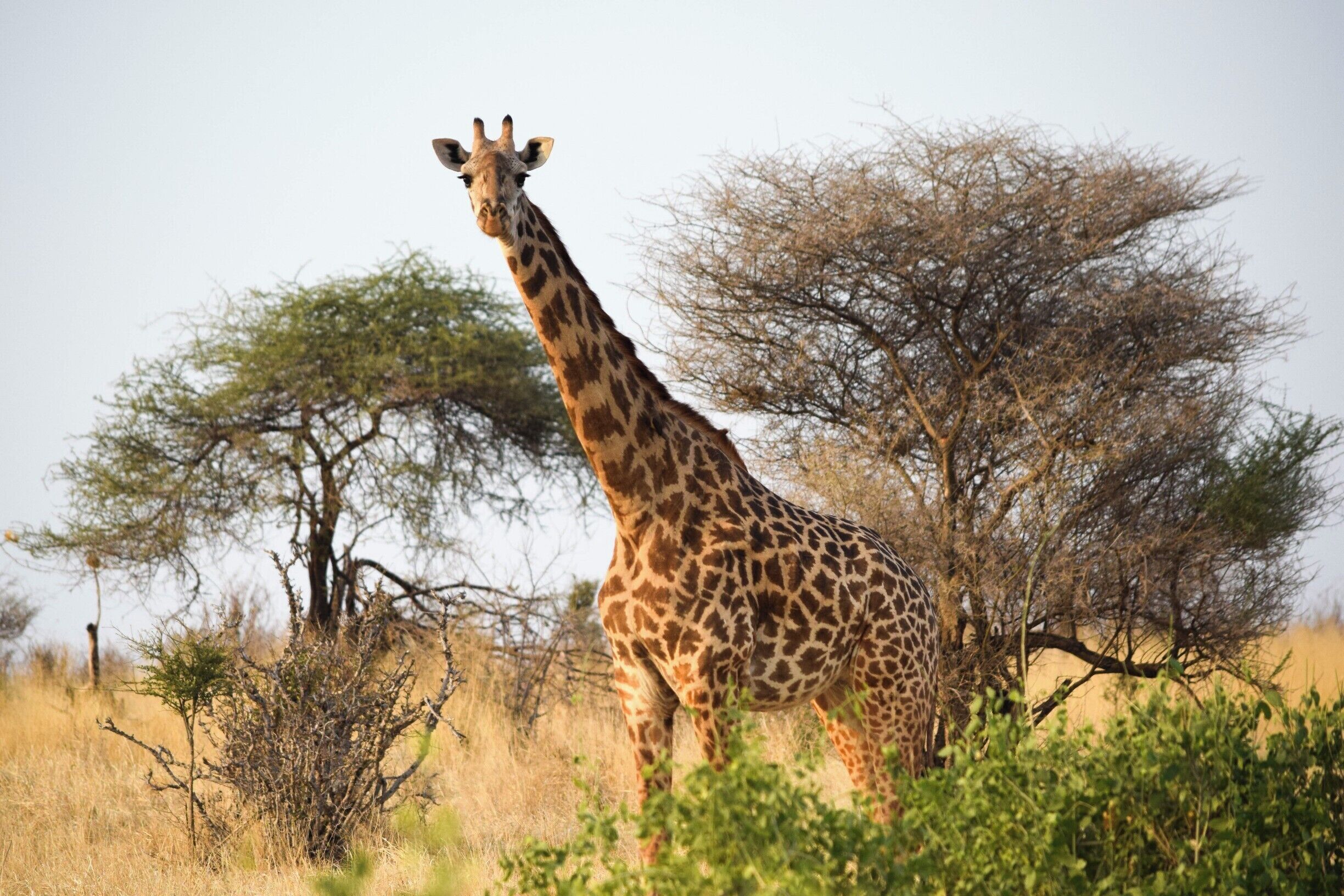 Ruaha National Park is one of the top safari spots in the world. It's in Central/Southern Tanzania, near Iringa, and isn't overrun with tourists. I self drove and was able to hire a guide for only $23 for two days. Excellent experience. There are a few cottages in the park where you can stay overnight for $50. 