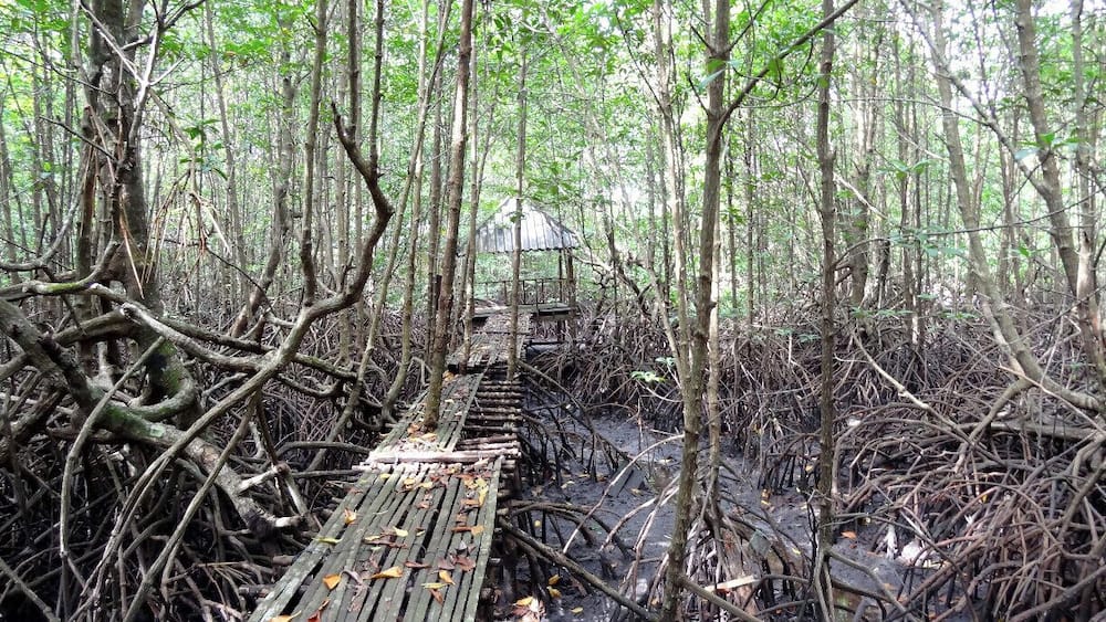 Koh Kong is a rough around the edges, border town between Cambodia and Thailand. Most won't even know the name of the place as they pass through on their way to Bangkok, but it does hold some gems for those looking to get off the beaten path. Besides the rapidly logged Cardamom Forest, you'll also find the incredible Peam Krasaop Mangrove Sanctuary here located about 10 to 15 minutes outside of town by moto.
Tip: Vendors in the park serve food and drinks - spreading the money around a bit is always much appreciated.